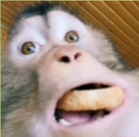kynik2.png